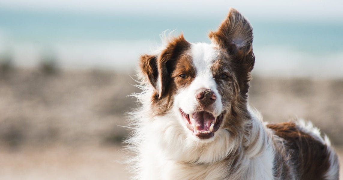 Quelle race de chien perd le plus de poils ?