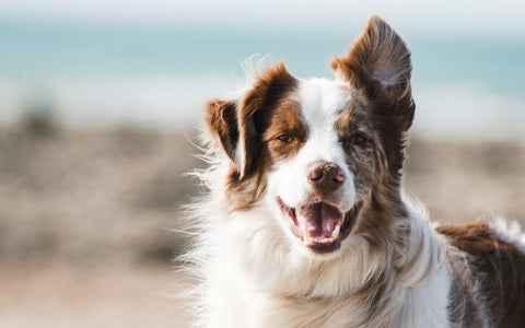 Quelle race de chien perd le plus de poils ?