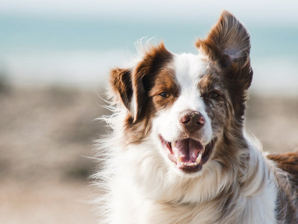 Quelle race de chien perd le plus de poils ?